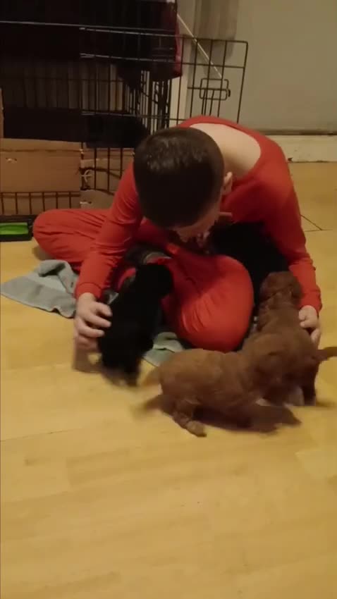 Jackapoo dogs for sale: Toy poodle x jackapoo pups in Rochester - Video 1