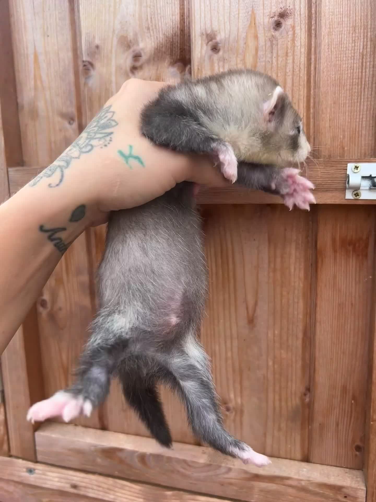 Ferret rodents for sale: 1Hob&jill semi angorasdadspedigree on feritage - Video 2