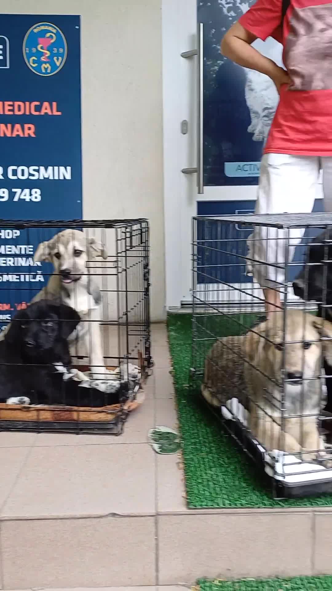 Mixed Breed dogs for adoption: Meet BLUE !  A lovely young boy, for a Loving Home - Video 3