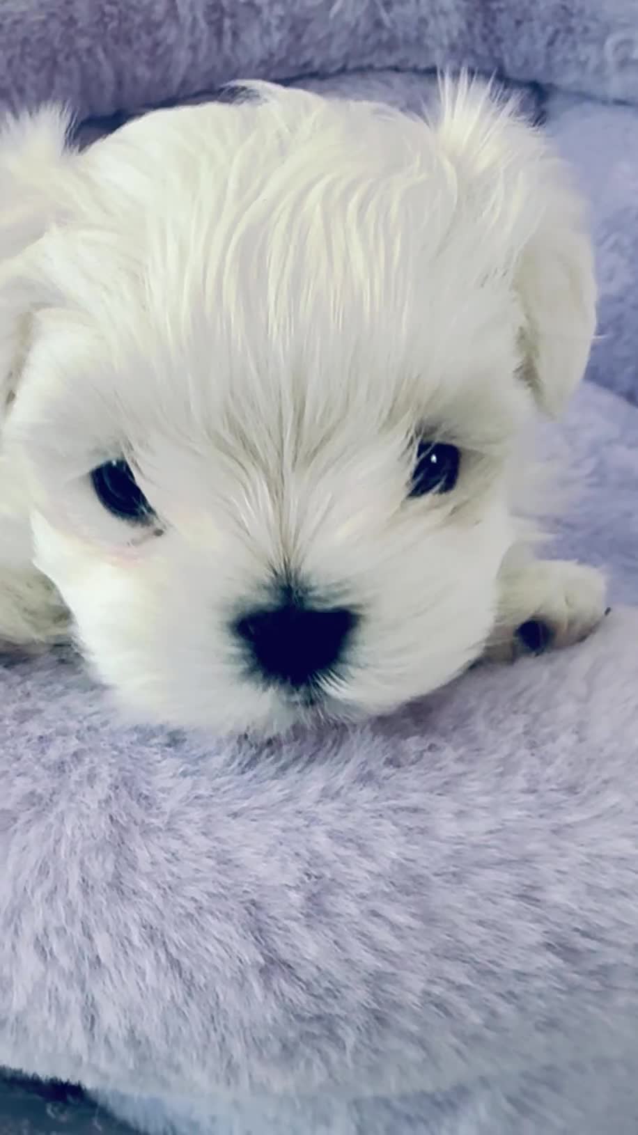 Maltese dogs for sale: ❤️Gorgeous Korean baby girl ❤️ - Video 1