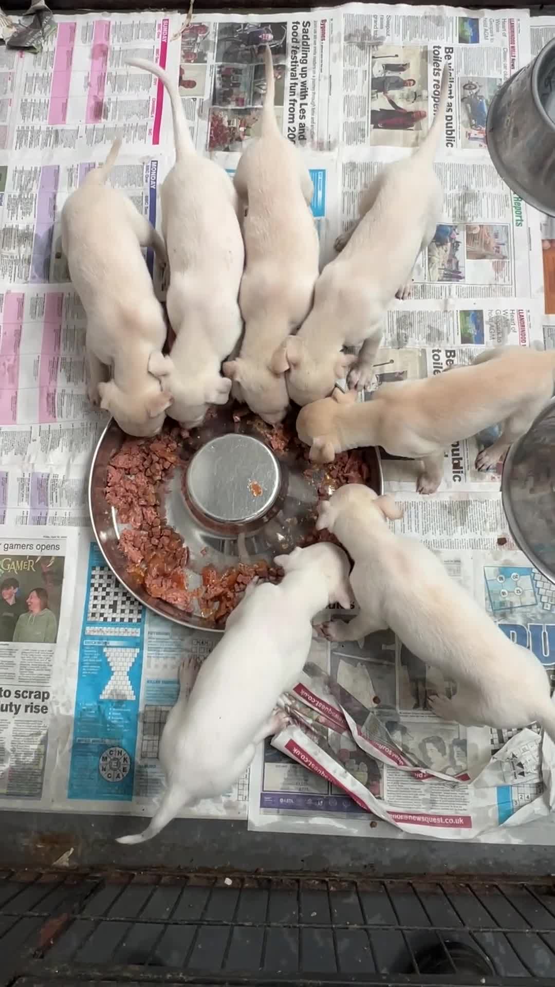 Whippet dogs for sale: Top Quality KC Reg Cream/white Whippet Puppies - Video 1
