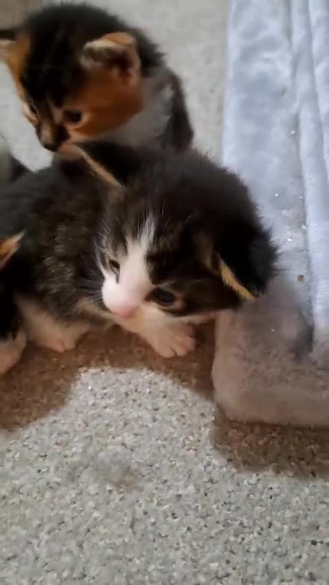 Maine Coon cats for sale: Pedigree Maine Coon kittens in Millom - Video 2