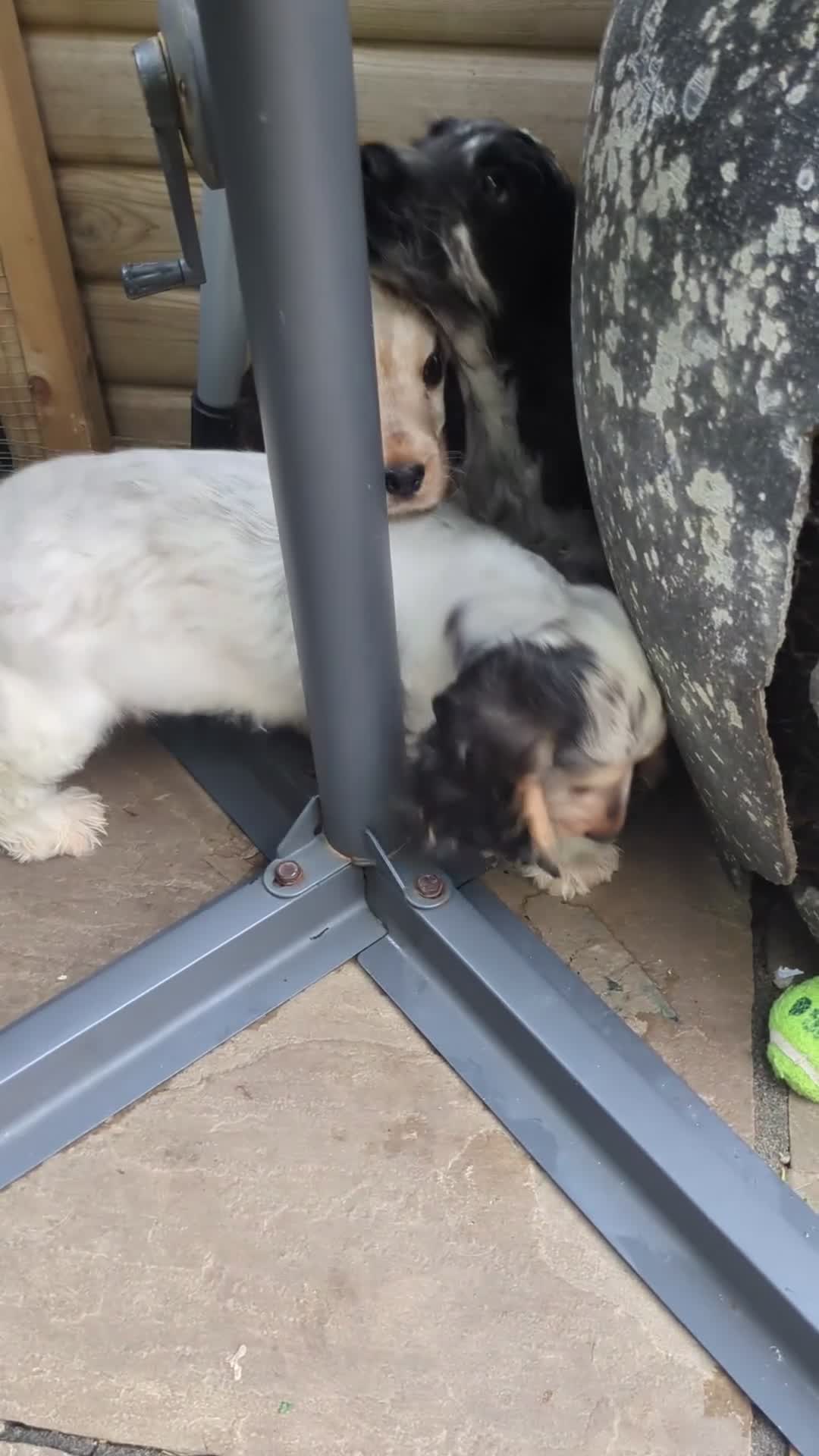 Cocker Spaniel dogs for sale: Beautiful KC Registered Show Cocker Puppies - Video 2