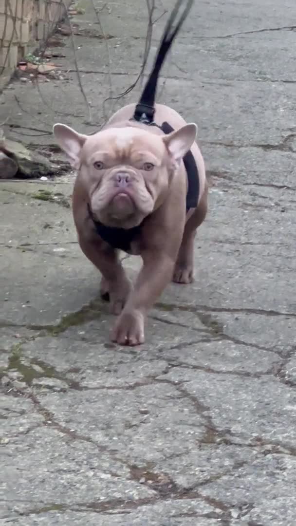 French Bulldog dogs for stud: Proven Kc registered fawn isabella ready for stud in Bradford - Video 1
