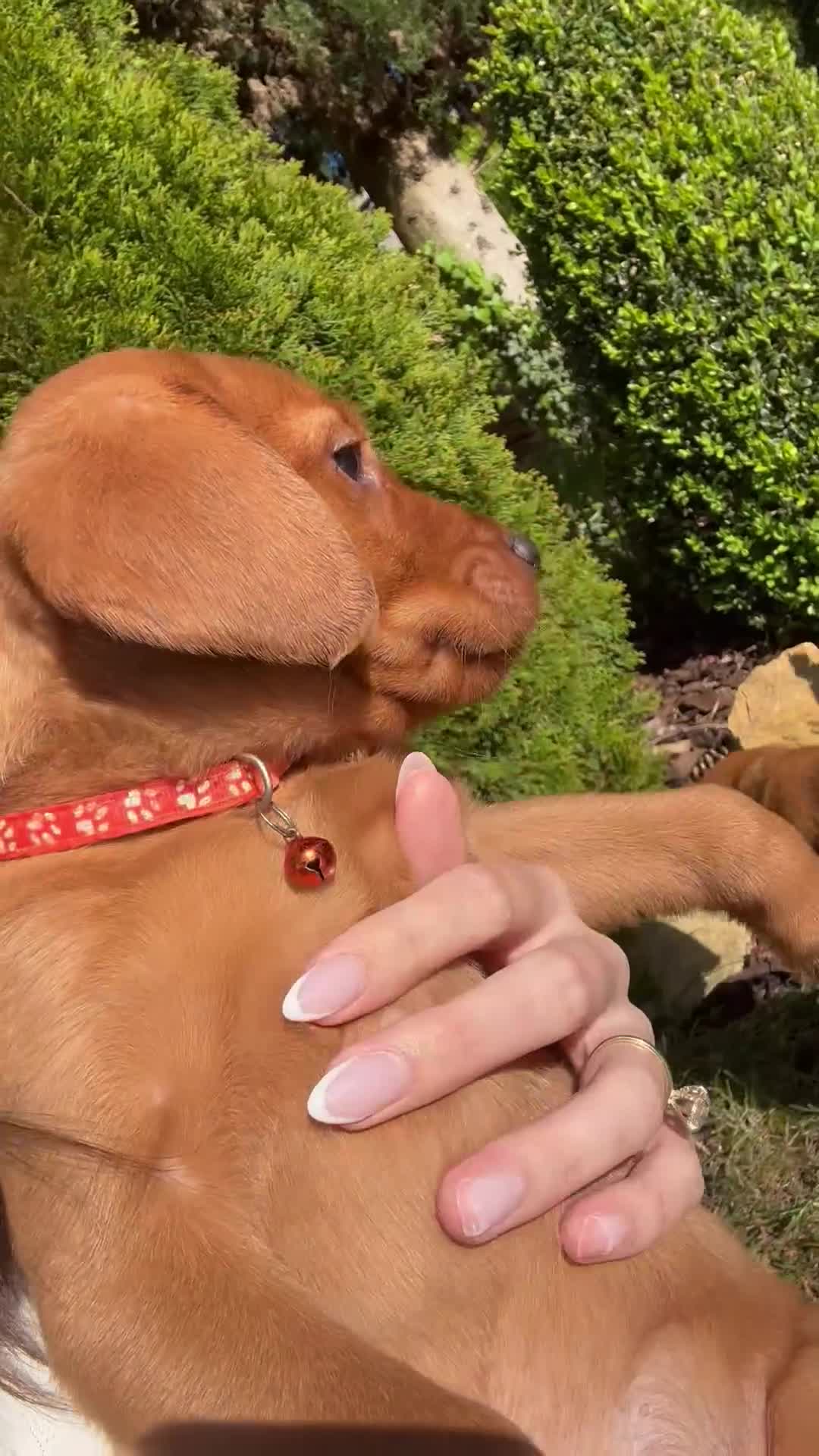 Labrador Retriever dogs for sale: ⭐️READY TO LEAVE NOW kcregistered Labrador puppies - Video 5