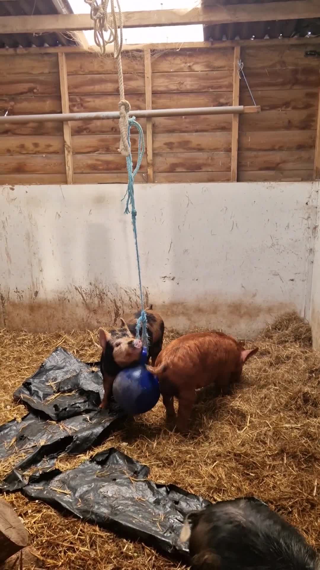 Pig livestock for sale: URGENT- 2X MALE PIGS - Video 1