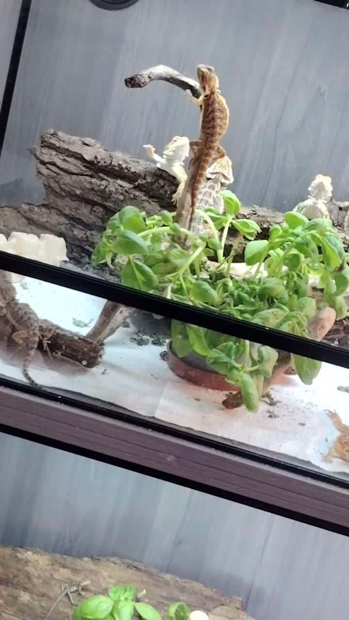 Bearded Dragon reptiles for sale: Baby Bearded Dragons - Video 1