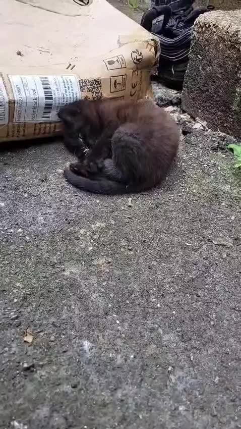 Mixed Breed cats for sale: Beautiful boy 8 weeks old - Video 1