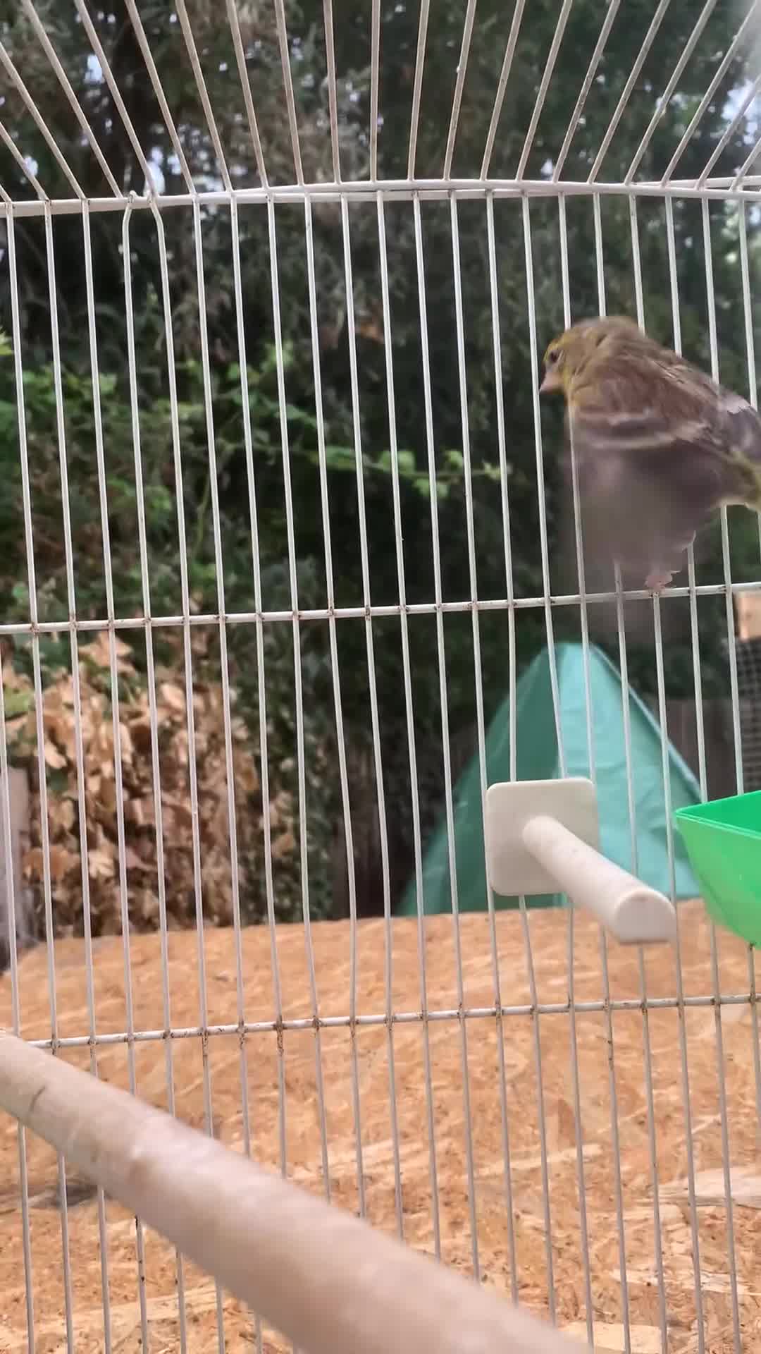 Mixed Breed birds for sale: Goldfinch x siskin  in Southampton - Video 2
