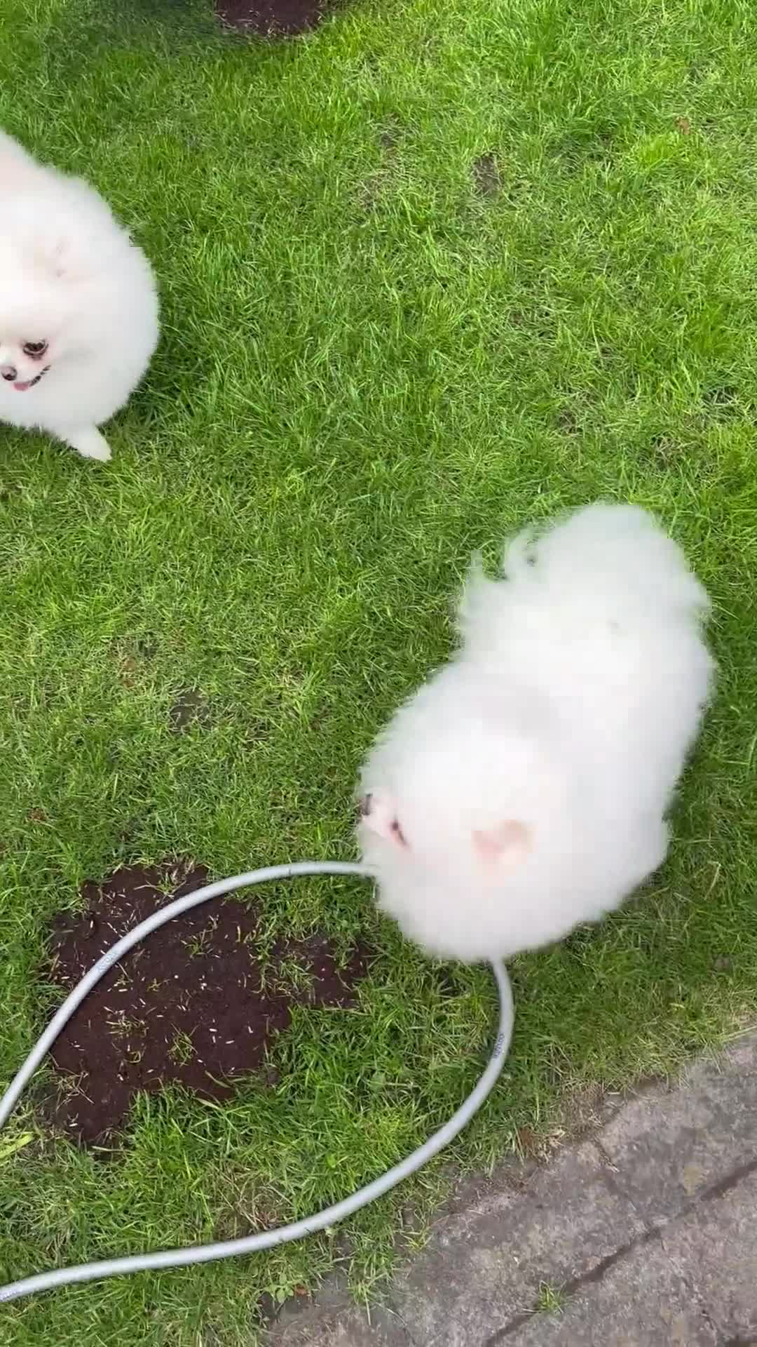 Pomeranian dogs for sale: Stunning Pomeranian Females KC reg. Russian lines - Video 4