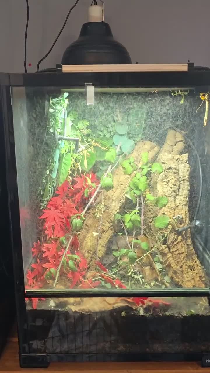 Mixed Breed reptiles for sale: Stick insects  in Cheltenham - Video 1