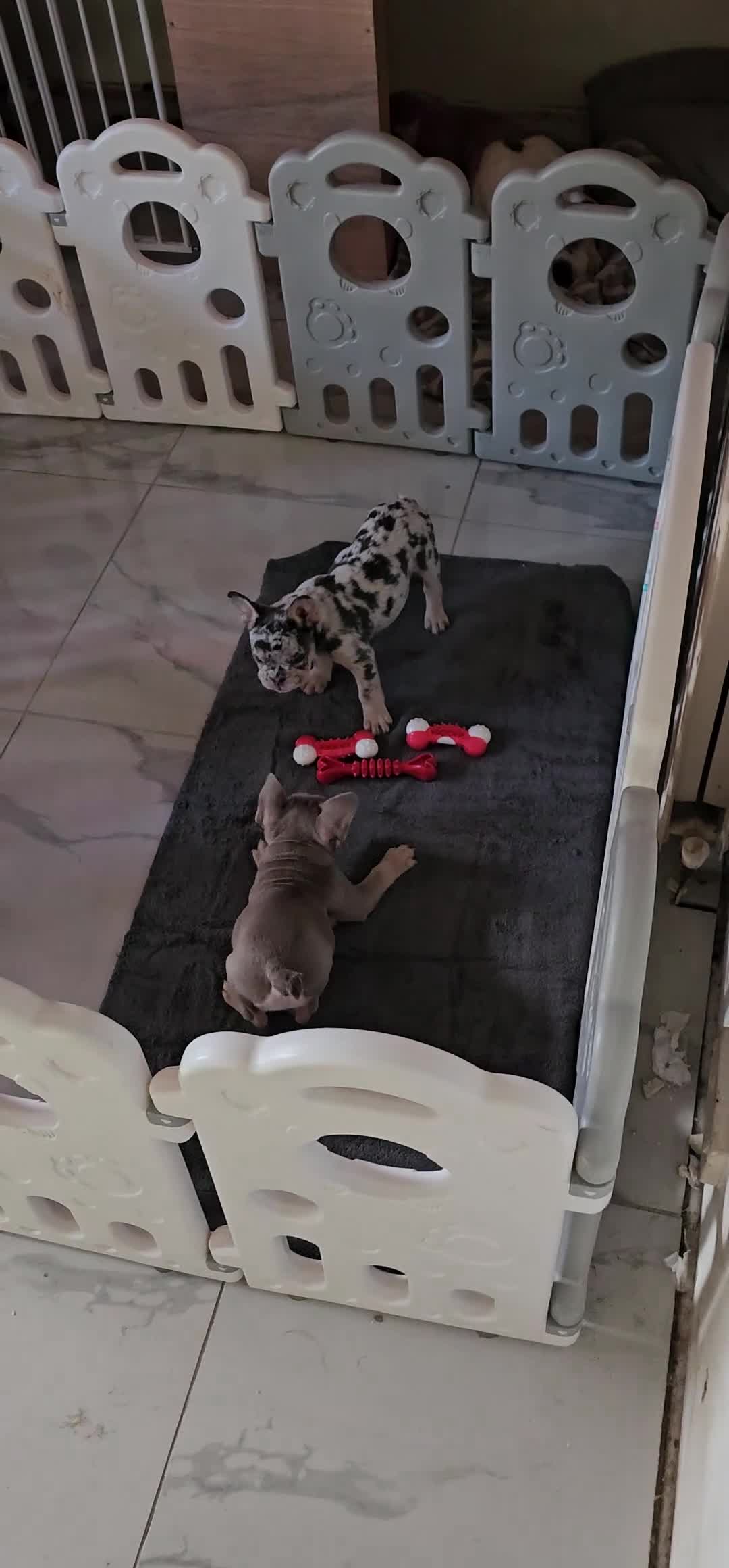 Mixed Breed dogs for sale: Micro exotic,s. - Video 4