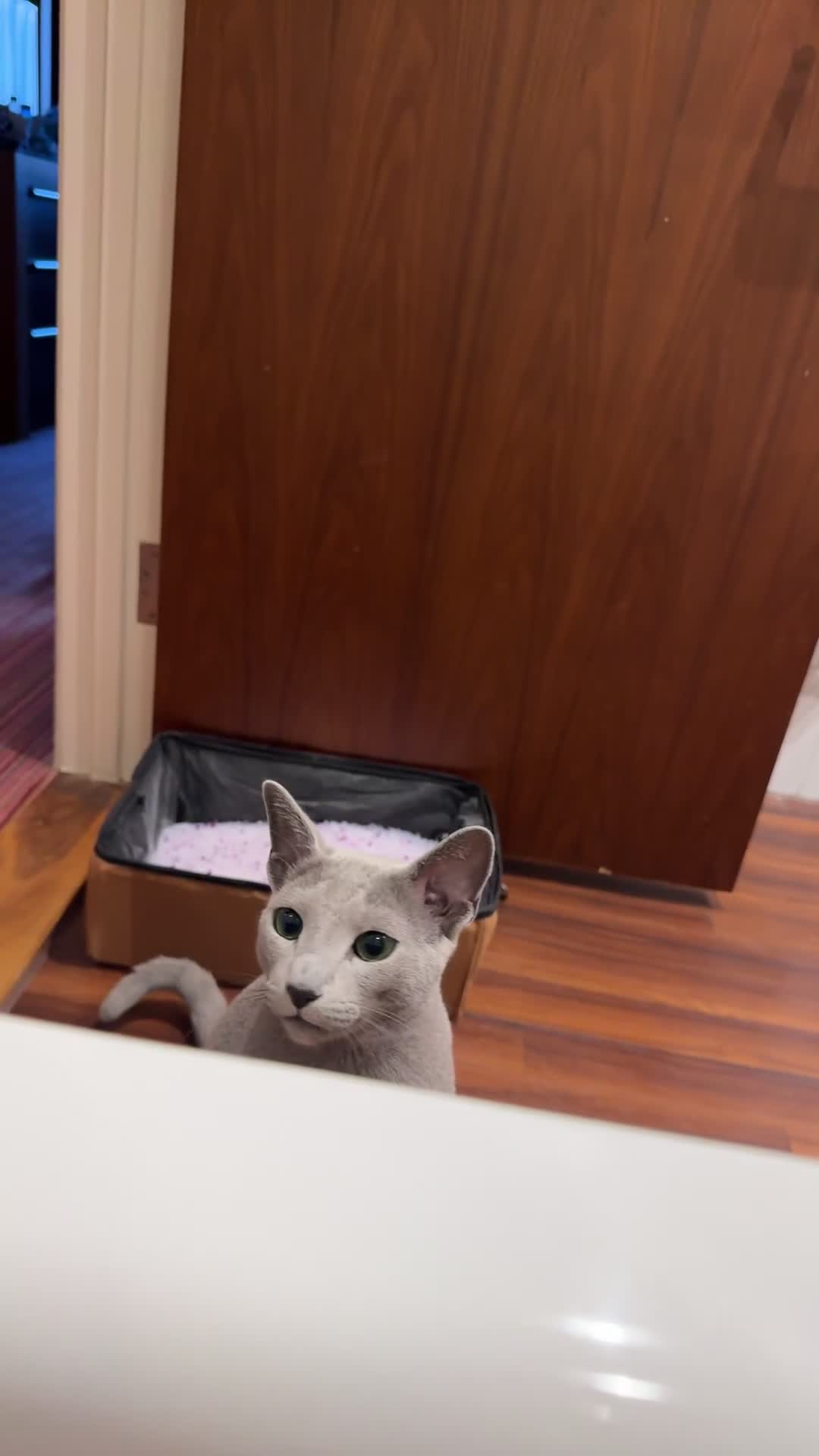 Russian Blue cats for sale: Lovely full pedigree Russian Blue 1.5 years old - Video 1