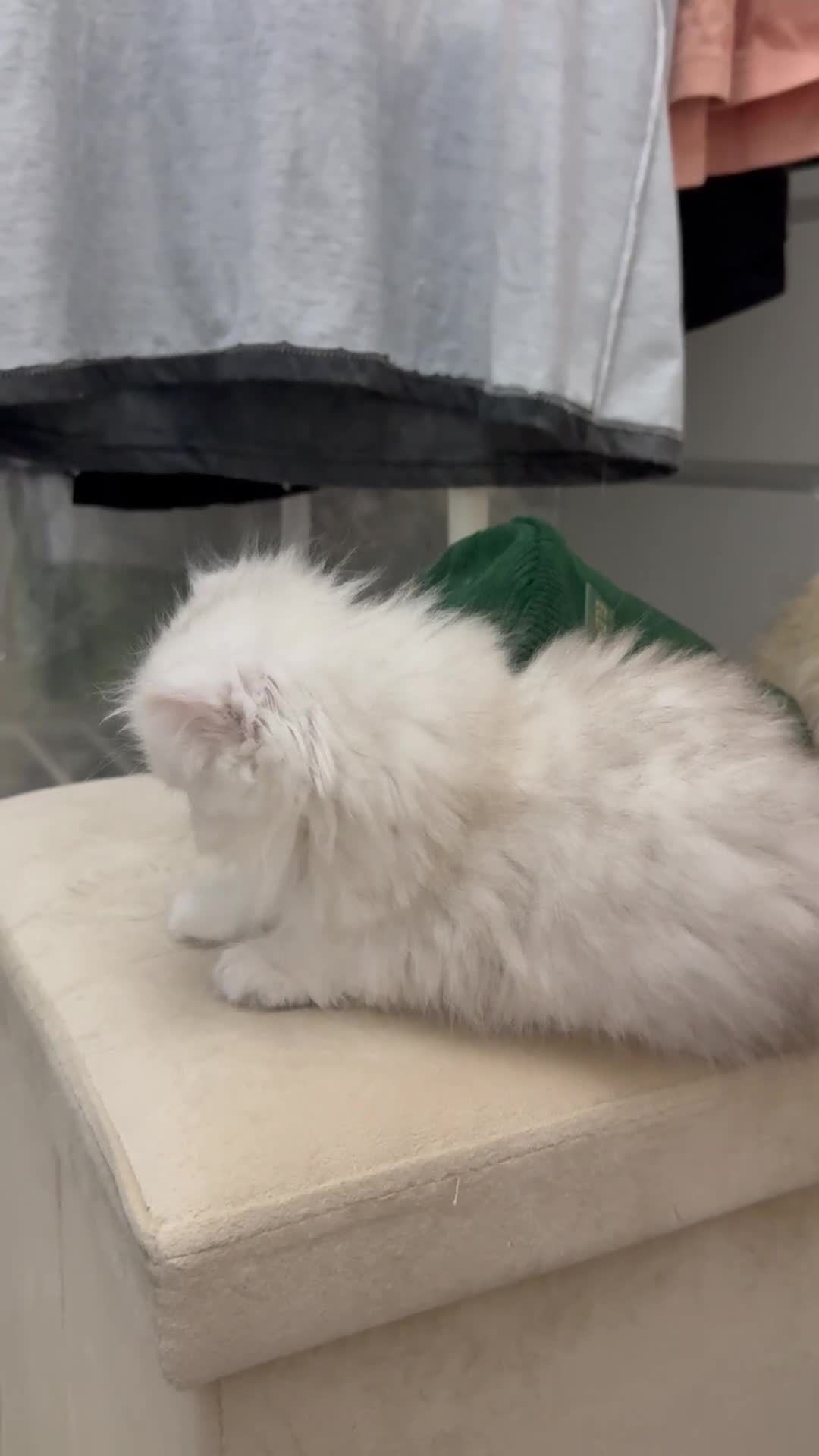 Persian cats for sale: GCCF registered silver persian( chinchilla) - Video 1