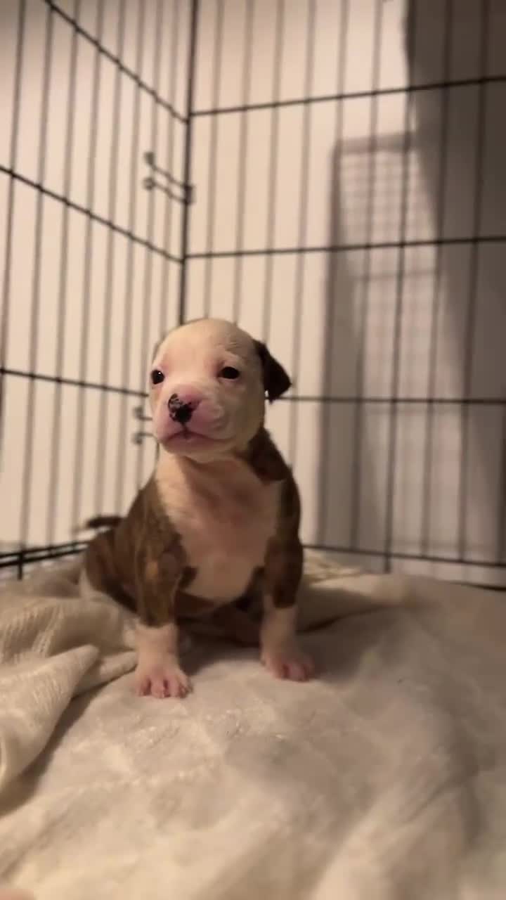 American Bull Staffy dogs for sale: American bulldog X staffy pups  - Video 1