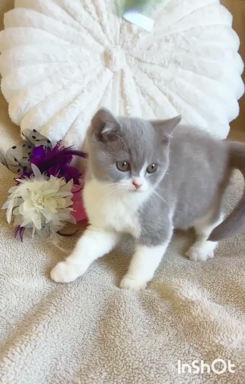 British Shorthair cats for sale: Gorgeous British Shorthairs Registered - Video 1
