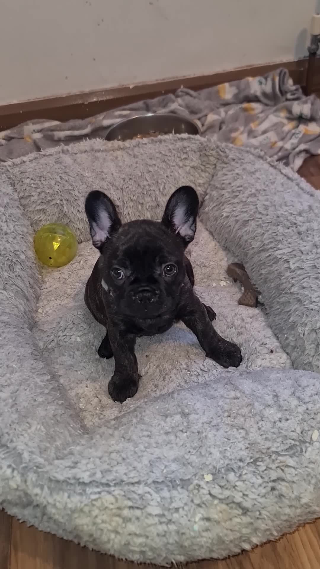 French Bulldog dogs for sale: French bulldog puppies ready to go - Video 4
