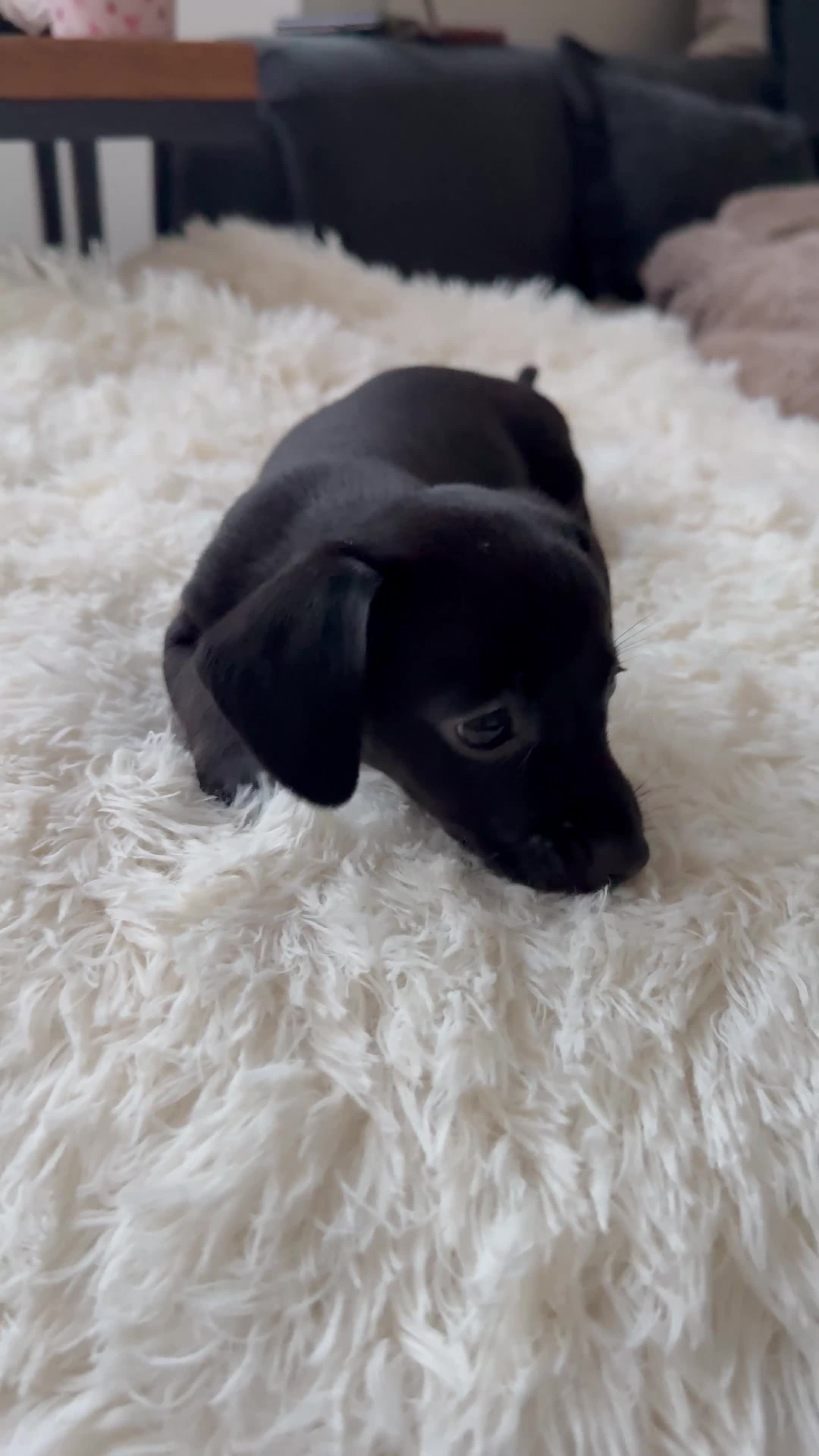 Chiweenie dogs for sale: 1 BOY REMAINING  - Video 2