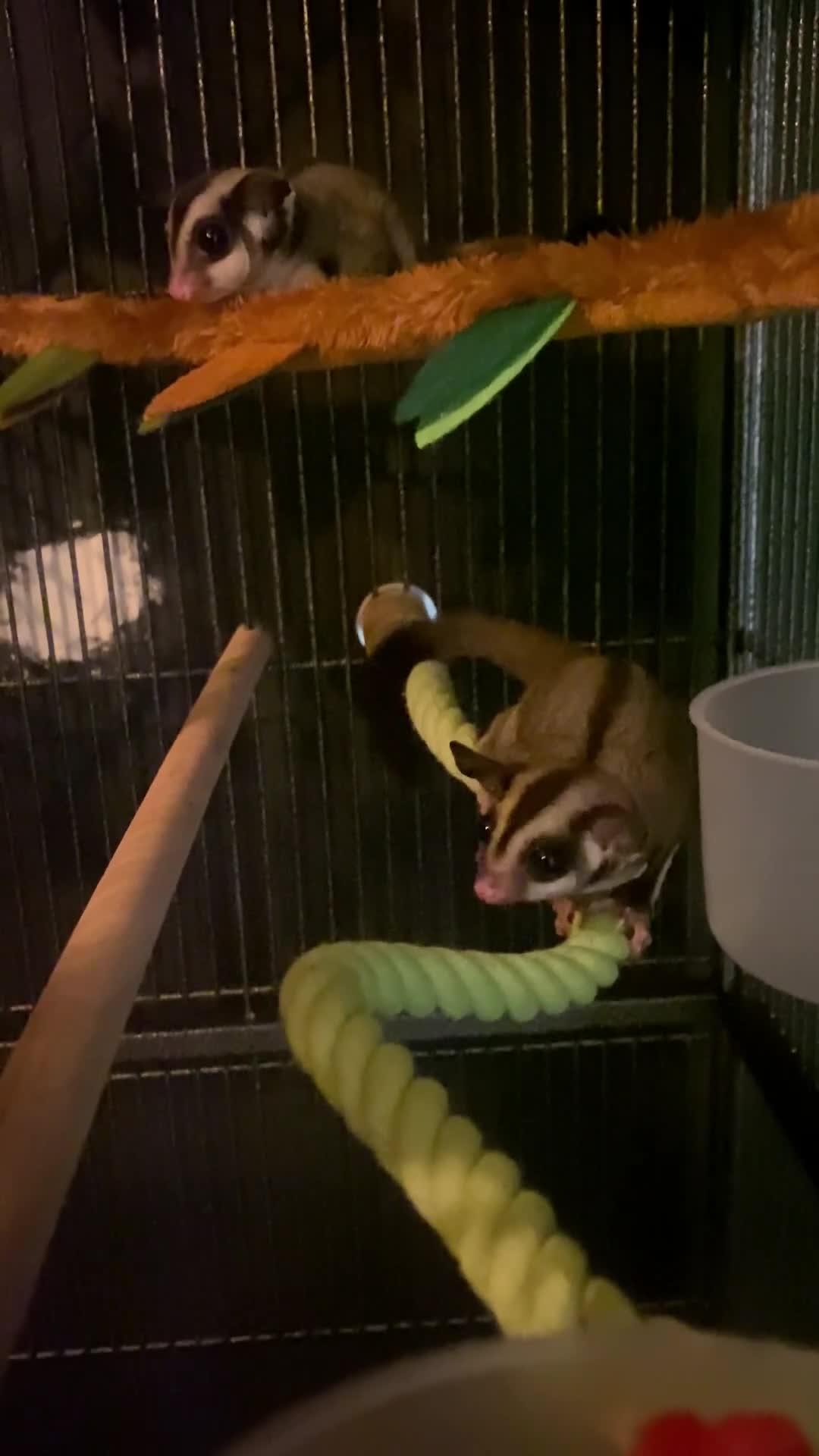 Sugar Glider rodents for sale: 2 male sugar gliders  - Video 2