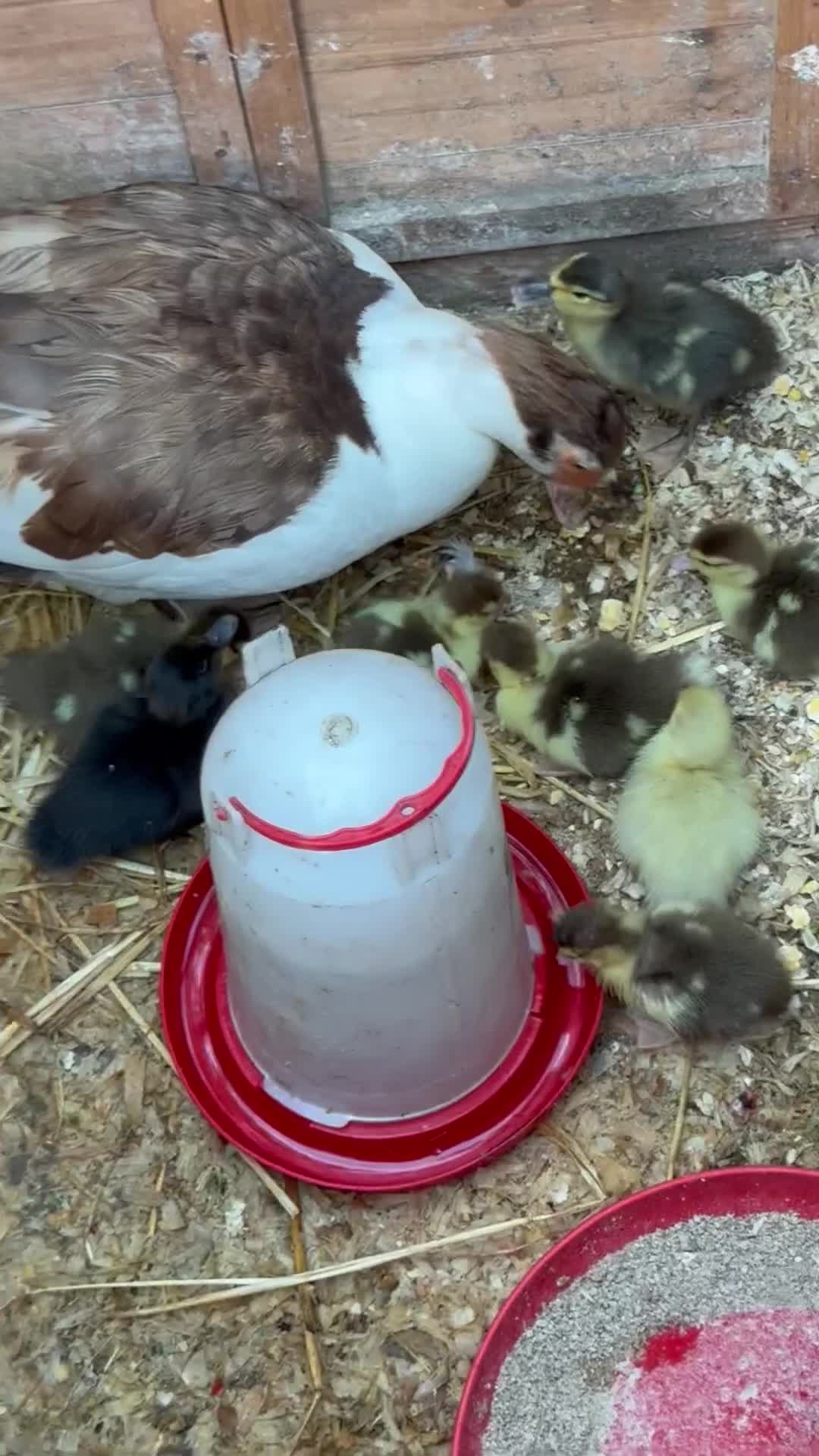Ducks poultry for sale: Purebred Muscovy ducklings  - Video 4