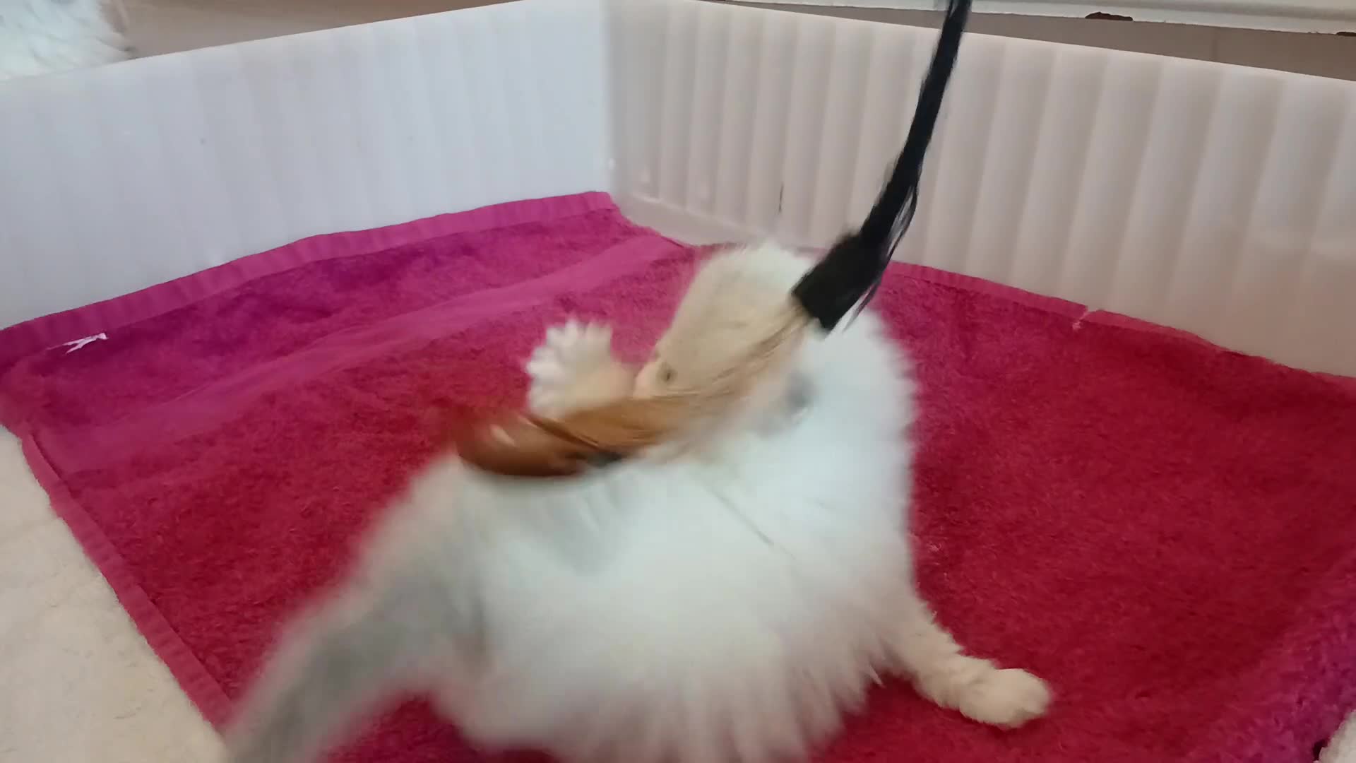 Persian cats for sale: White and chinchilla pure doll faced Persian  - Video 2