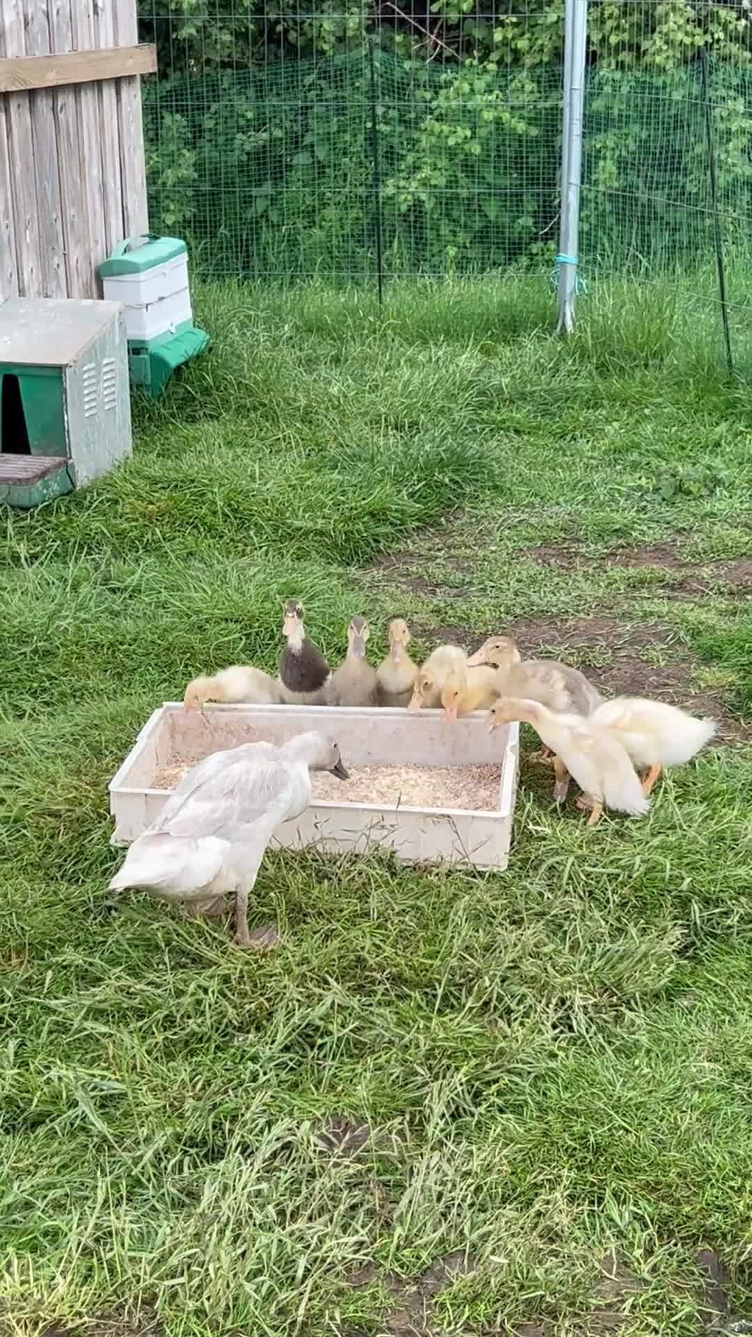 Ducks poultry for sale: Runner ducklings  in Wells - Video 1