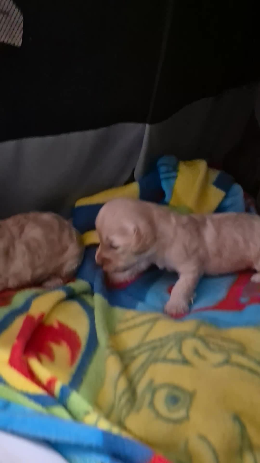 Mixed Breed dogs for sale: Gorgeous cavapoochon puppies - Video 1