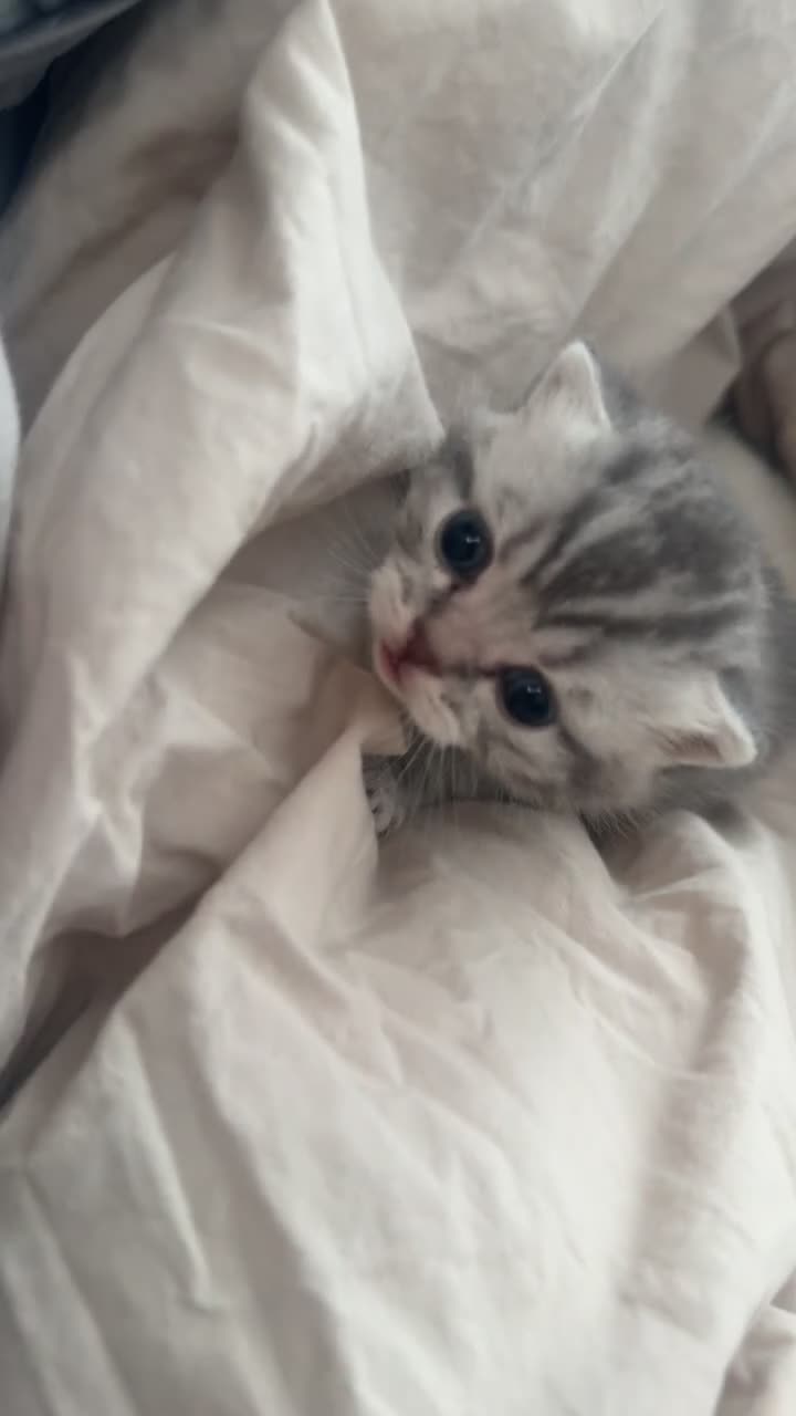 British Shorthair cats for sale: Fluffy BSH kittens  - Video 4