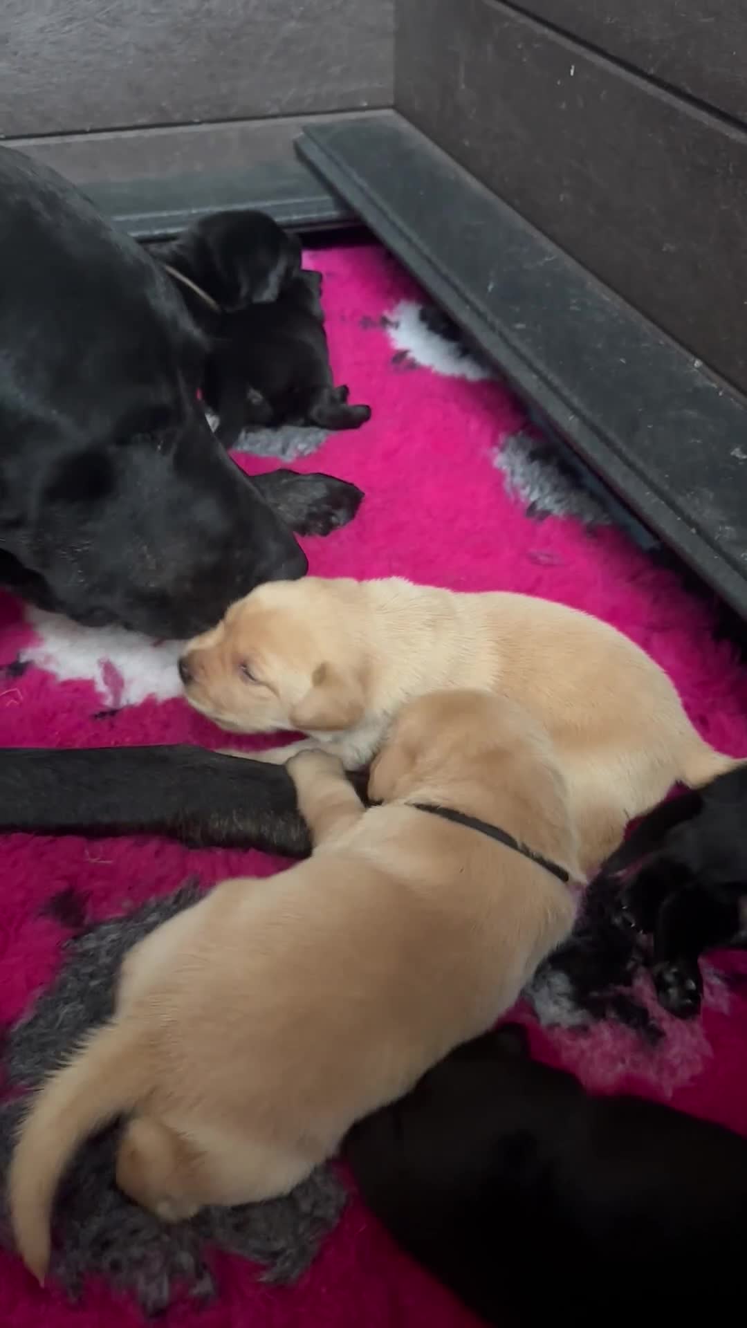 Labrador Retriever dogs for sale: Stunning KC Registered FoxRed/Black Labrador Pups  - Video 1