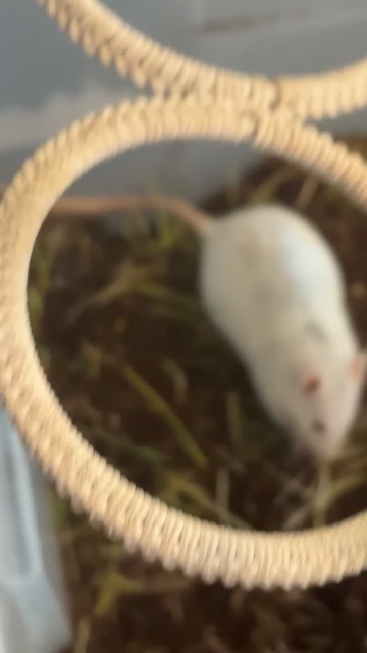 Rat rodents for sale: Solo girl needing home asap in Deal - Video 5