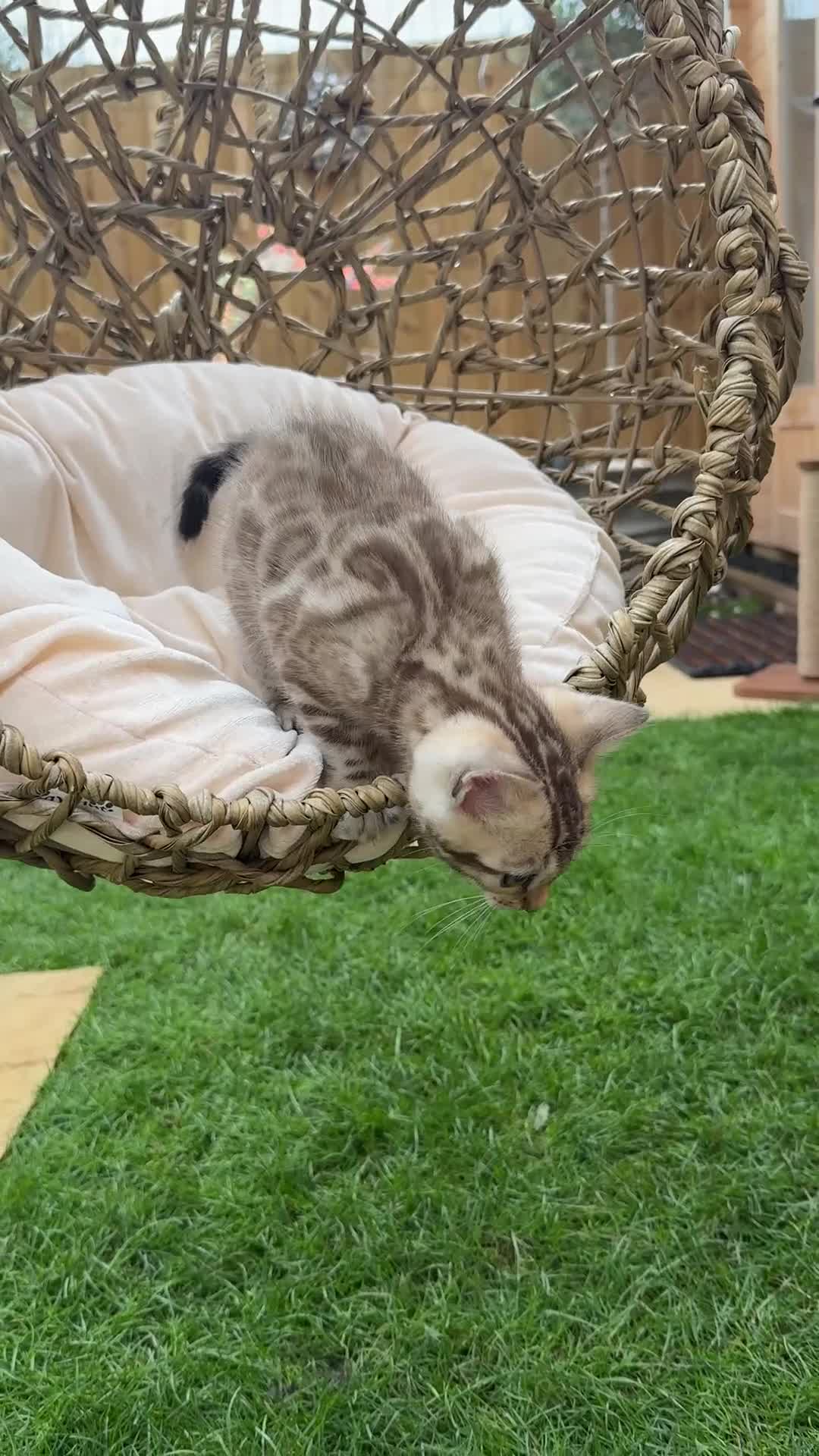 Bengal cats for sale: 🤍❄️ TICA SNOW BENGALS ❄️🤍 - Euro Champion Lines - Video 2