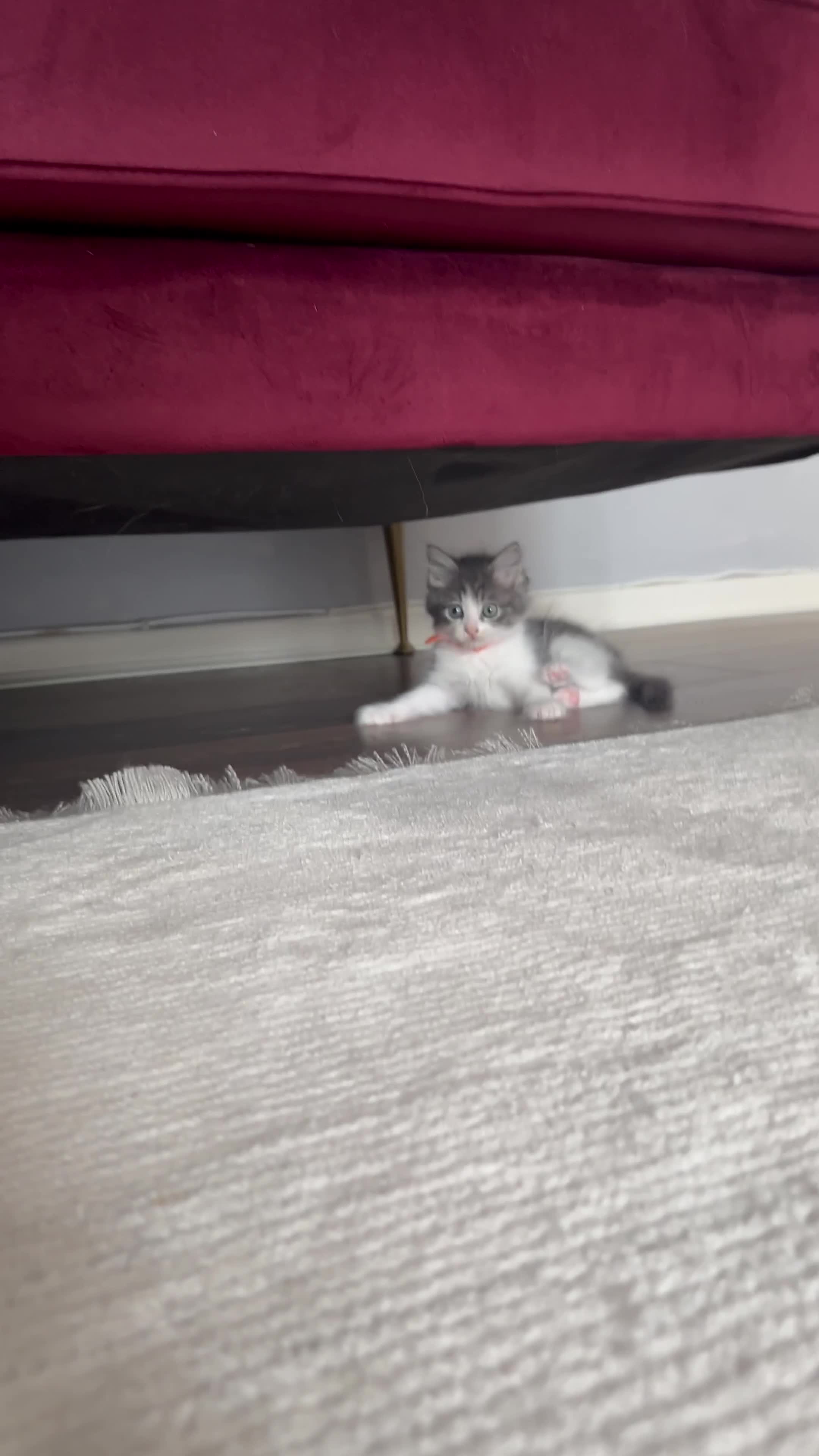 Ragdoll cats for sale: Four Lovely Ragdoll Cats  - Video 2