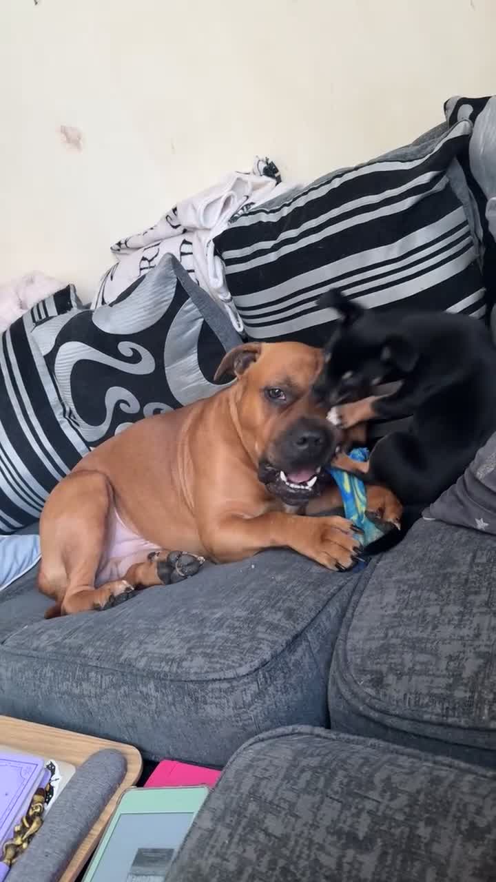 Mixed Breed dogs for sale: Rocky (mastiff x staff)  - Video 2