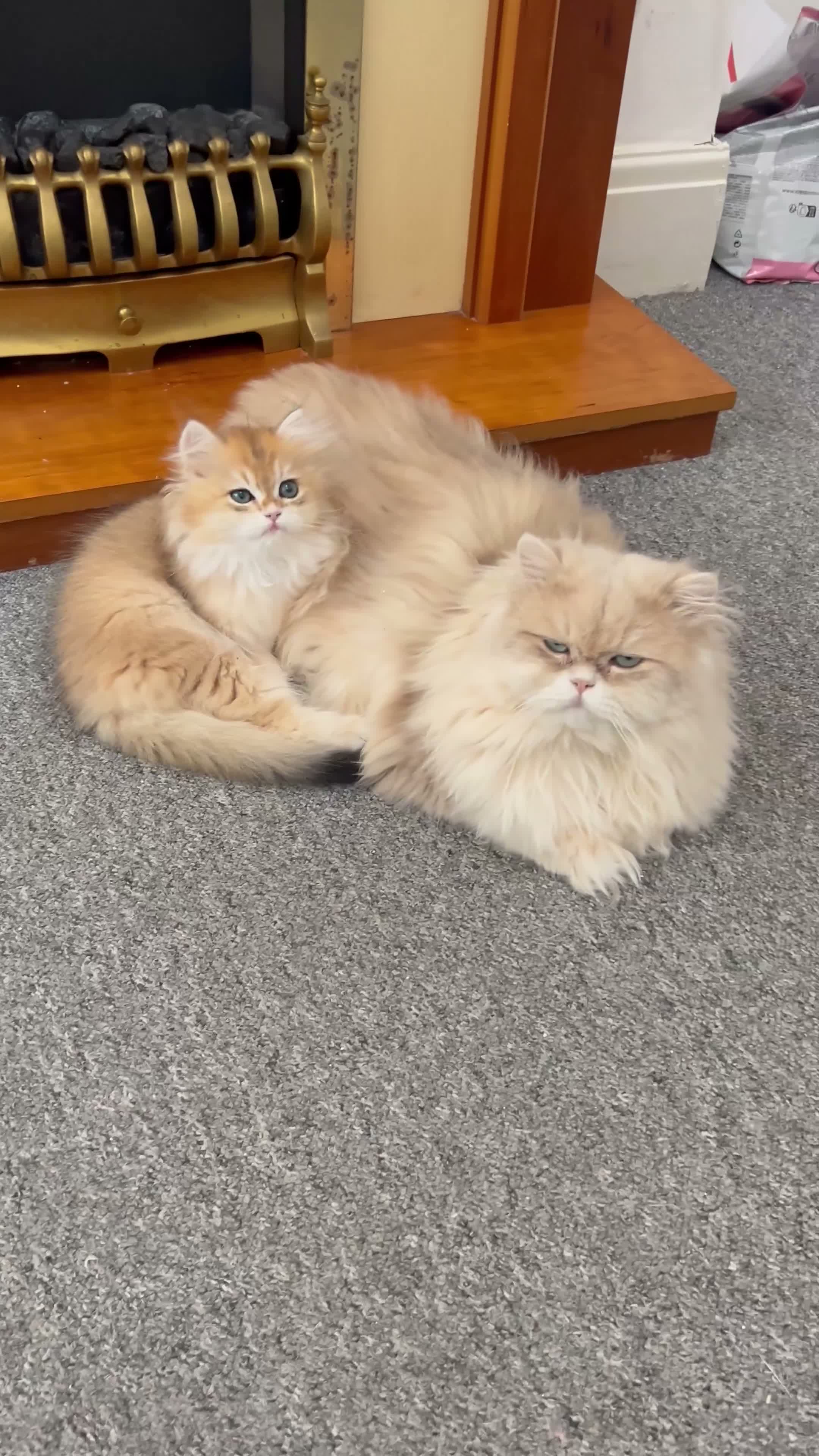 British Longhair cats for sale: 👑Champion Bloodline Registered British Longhair👑 - Video 3