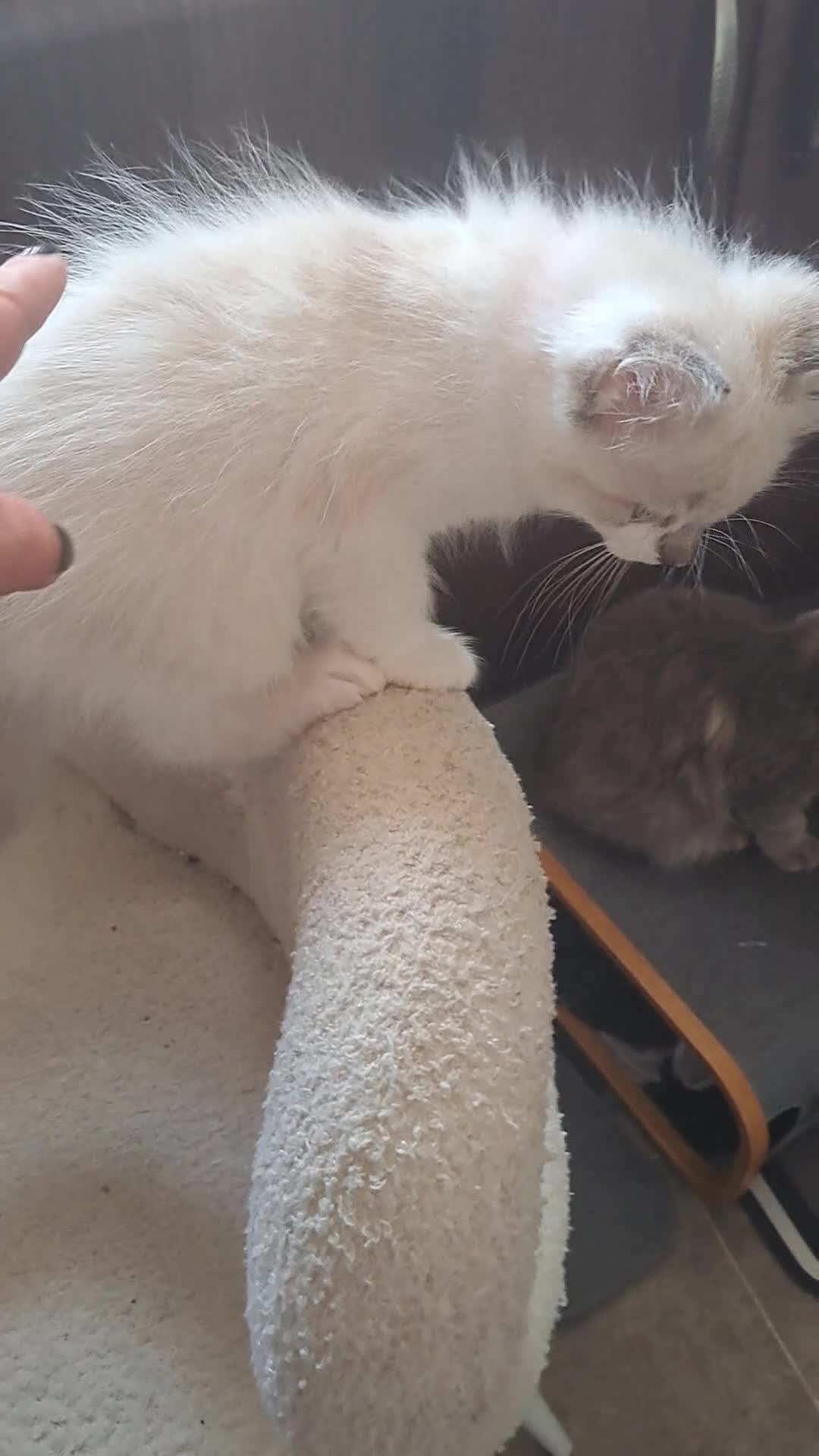 Mixed Breed cats for sale: Asap beautiful kittens available  - Video 1