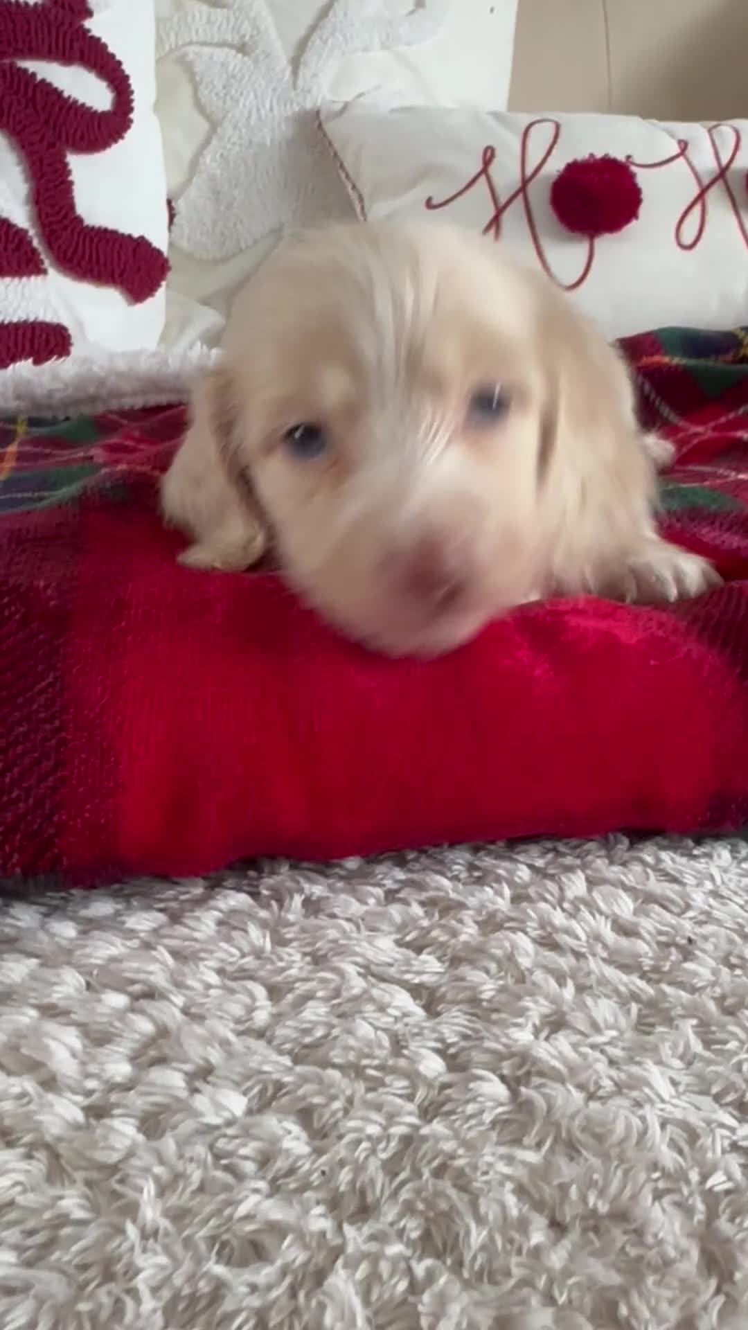 Miniature Dachshund dogs for sale: Top quality long haired miniature dachshunds  - Video 4