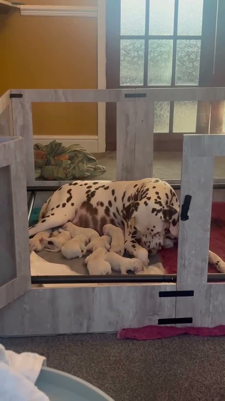 Dalmatian dogs for sale: 13 KC registered Dalmatian puppies  - Video 2