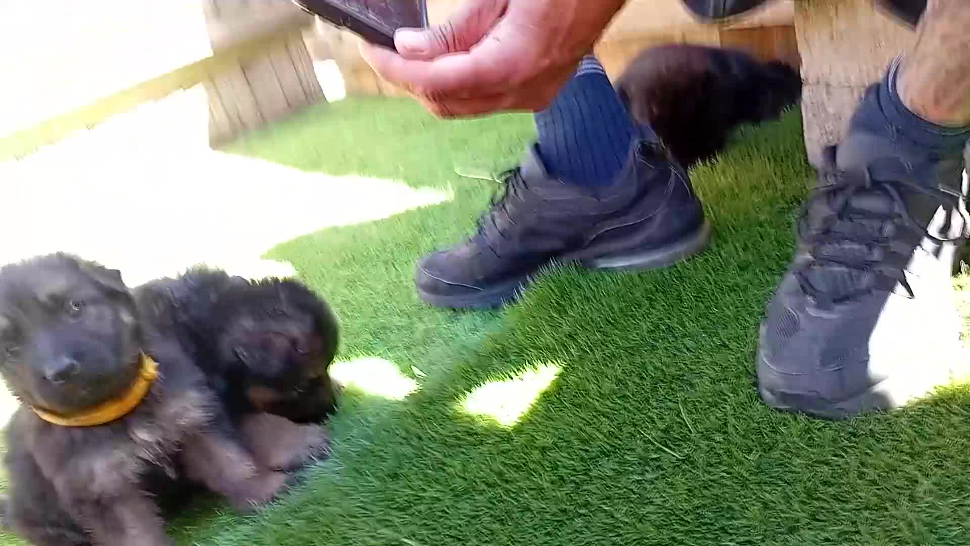 German Shepherd dogs for sale: German Shepherd Puppies  - Video 2