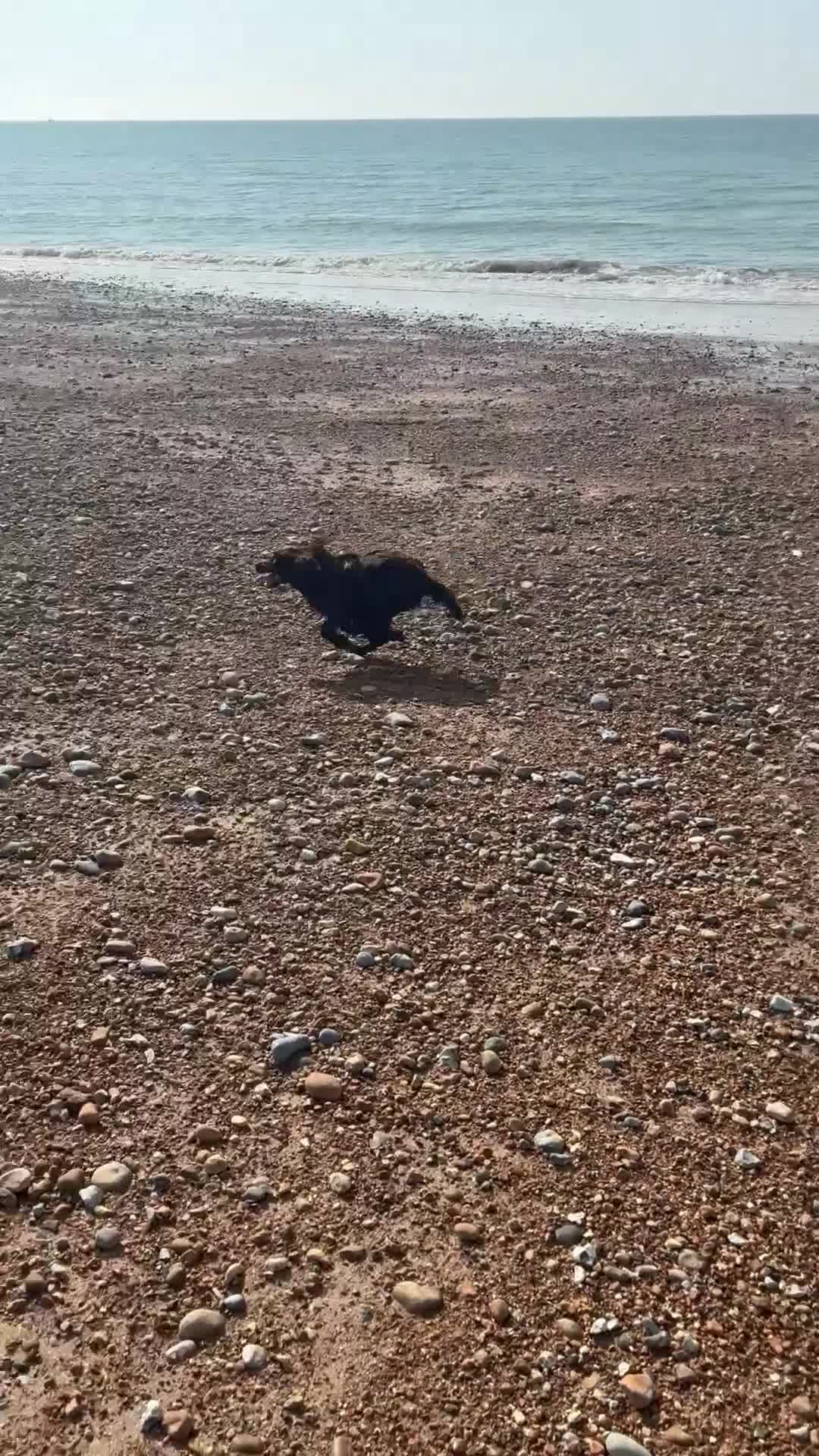 Cocker Spaniel dogs for sale: Six-month-old liver Cocker Spaniel  - Video 2