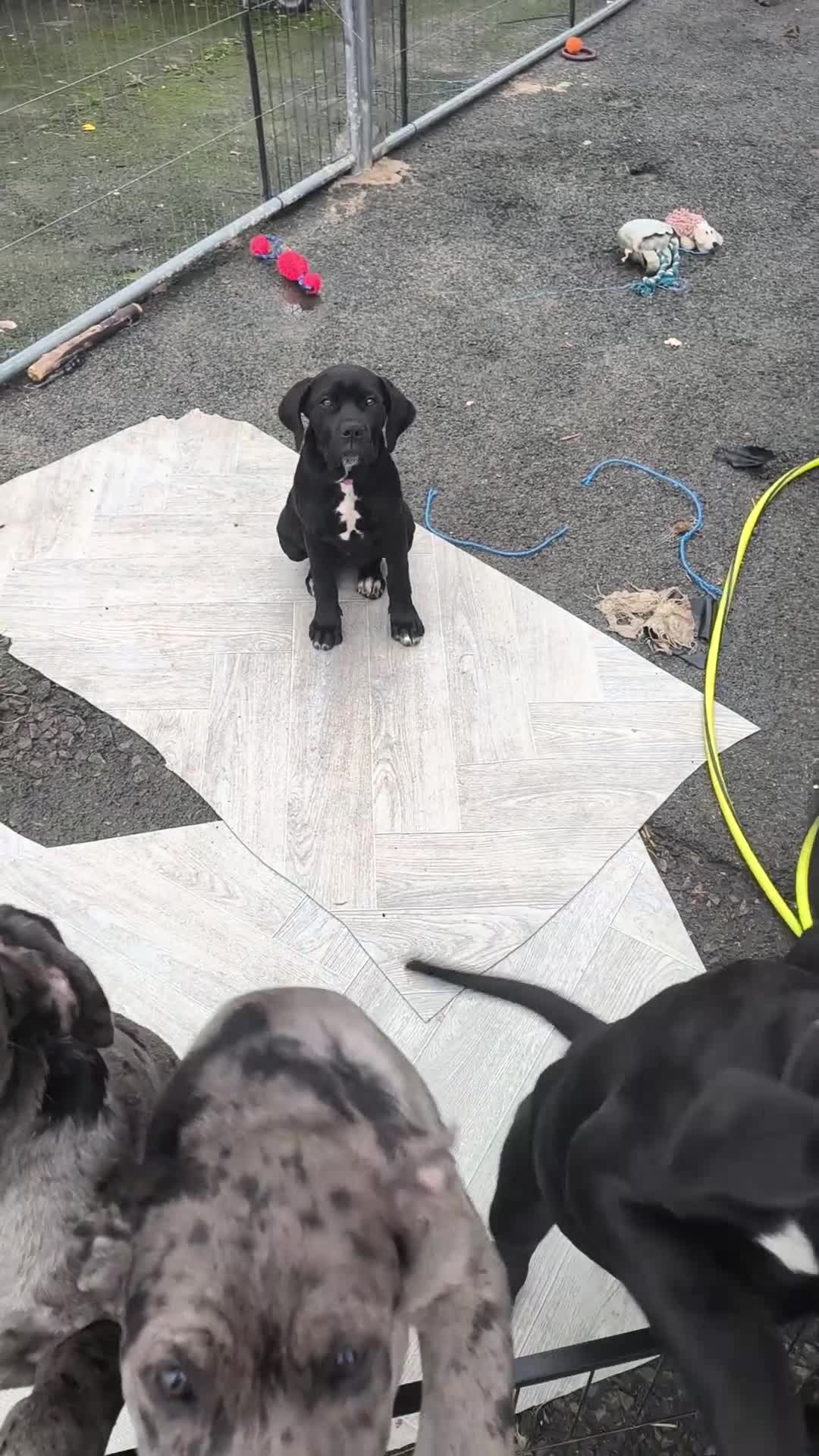 Mixed Breed dogs for sale: Harlequin cane corso X American bulldogge - Video 3