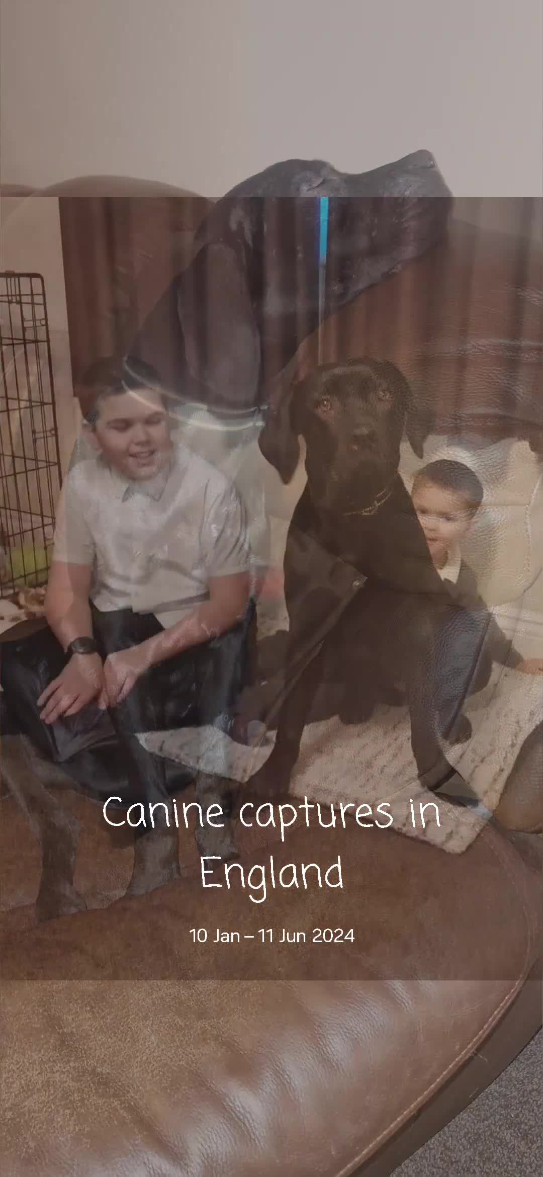 Cane Corso dogs for sale: Roxie is 2& 1/2 - Video 1