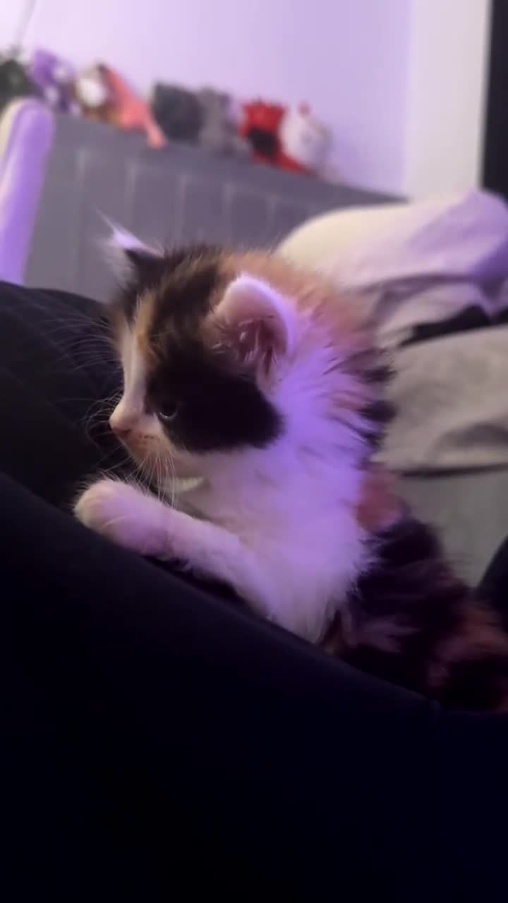 Mixed Breed cats for sale: 3 beautiful kittens available  - Video 4