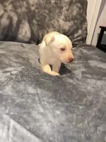 Mixed Breed dogs for sale: 8 beautiful staff cross shepsky pups  - Video 1