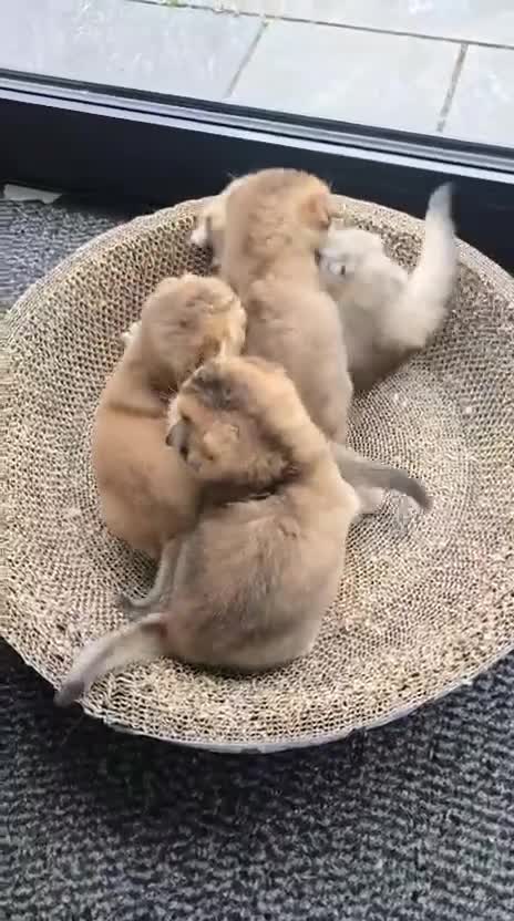 Scottish Fold cats for sale: Golden Scottish fold kittens - Video 2
