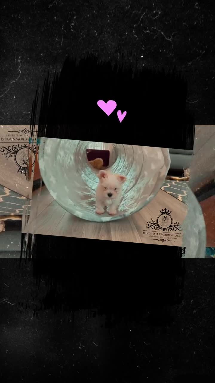 Yorkshire Terrier dogs for sale: ❤️Golddust Yorkies🥇☕️Champion heritage pups! 🐶❤️ - Video 1