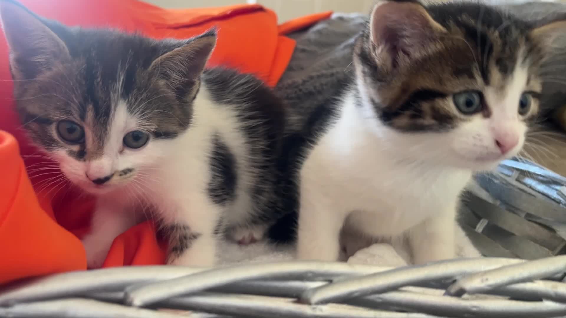 British Shorthair cats for sale: British Shorthair cross Kittens.Ready now.   - Video 1