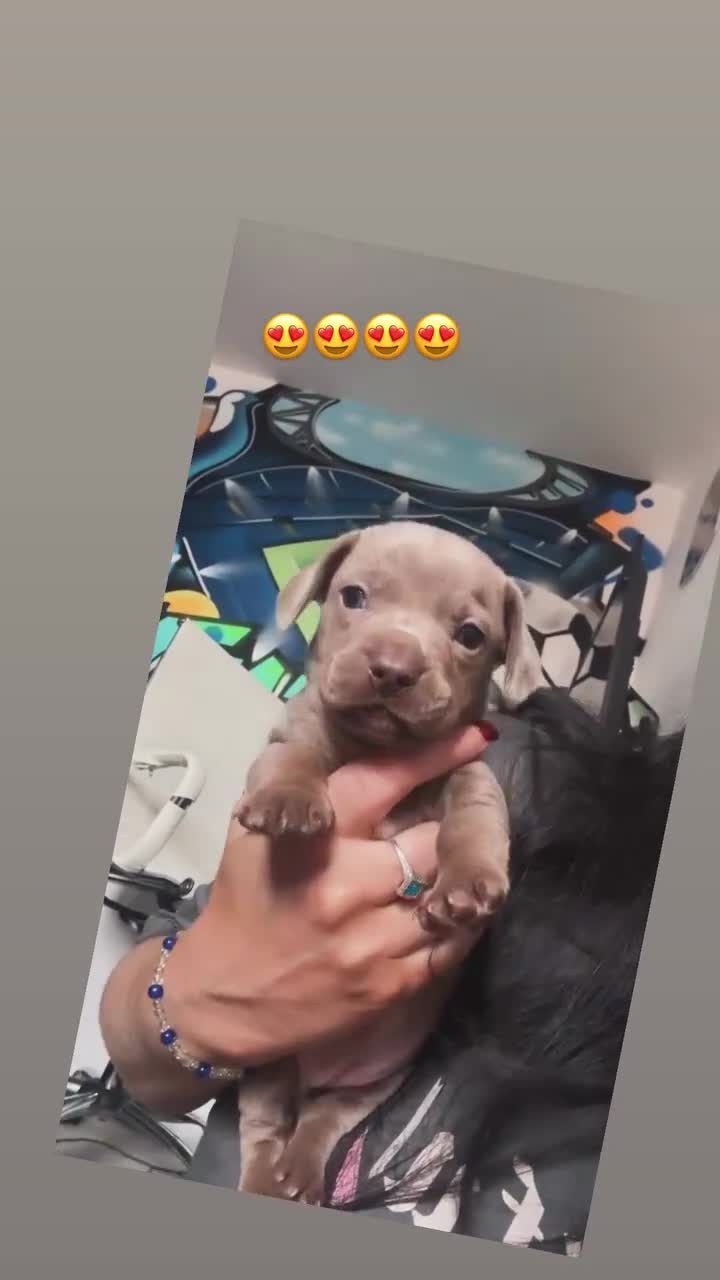 Mixed Breed dogs for sale: Unreal Frenchweiner puppy’s 🥹 - Video 1