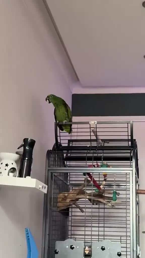 Parrots birds for sale: Yellow crowned Amazon  in Bracknell - Video 1