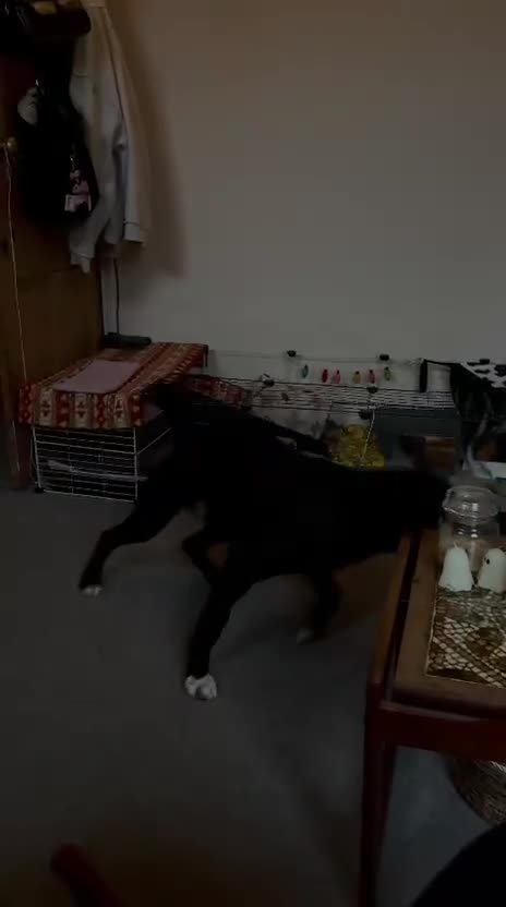 Mixed Breed dogs for adoption: A Bright Boy - looking for the Right Loving Home - Video 2