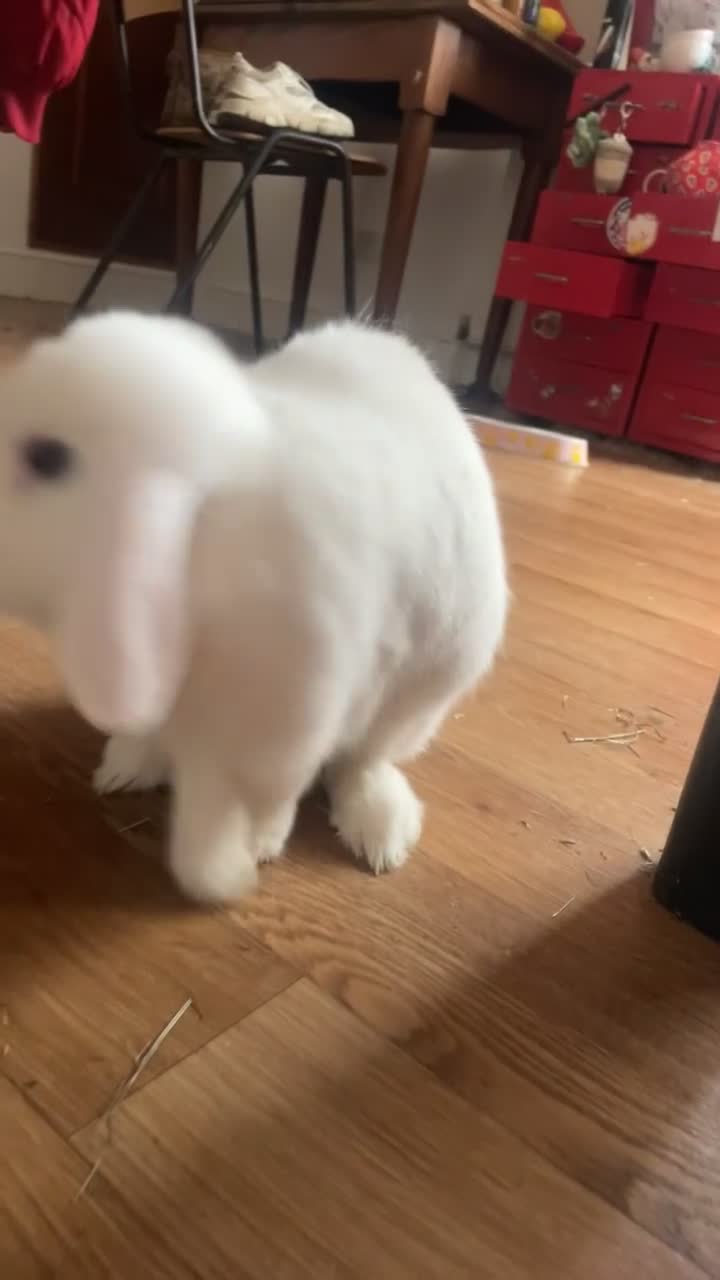 Mini Lop rabbits for sale: Two mini lop rabbits  - Video 1